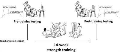 Aging and Strength Training Influence Knee Extensor Intermuscular Coherence During Low- and High-Force Isometric Contractions